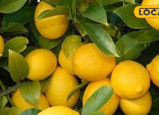 वजन घटाए, खून साफ करे और किडनी स्टोन न होने दे, कई रोगों में रामबाण है ये खट्टा-मीठा फल