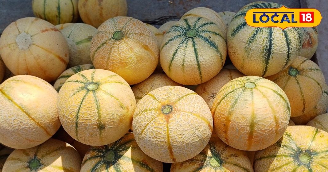 भरतपुर के अलापुरी गांव के खरबूजे की मांग बढ़ी, स्वाद में मीठा. – Bharat.one हिंदी