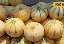 भरतपुर के अलापुरी गांव के खरबूजे की मांग बढ़ी, स्वाद में मीठा. – Bharat.one हिंदी