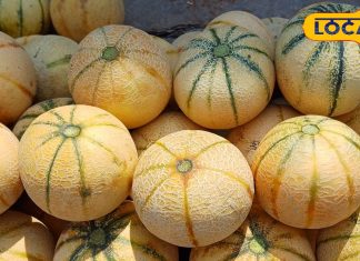 भरतपुर के अलापुरी गांव के खरबूजे की मांग बढ़ी, स्वाद में मीठा. – Bharat.one हिंदी