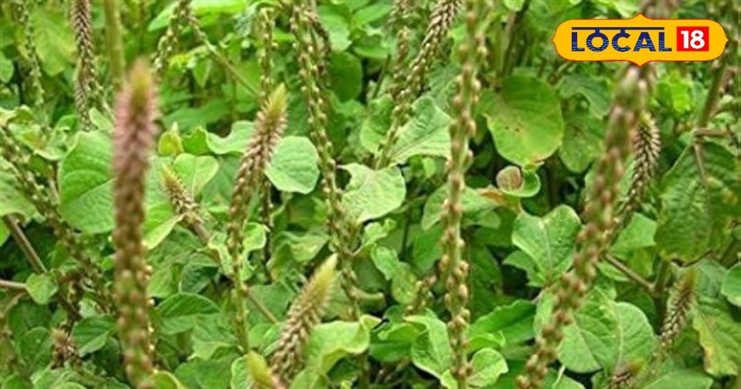 पत्थरचट्टा का बाप है यह पौधा, 25 एमएम की पथरी को भी तोड़कर निकाल देता है बाहर