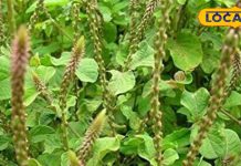 पत्थरचट्टा का बाप है यह पौधा, 25 एमएम की पथरी को भी तोड़कर निकाल देता है बाहर