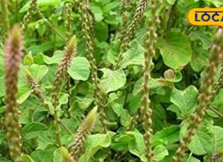 पत्थरचट्टा का बाप है यह पौधा, 25 एमएम की पथरी को भी तोड़कर निकाल देता है बाहर