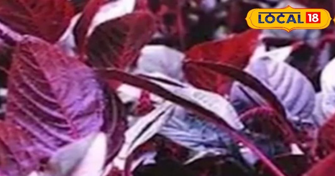 Aisi bhaji Ji Se khane se milta Hai iron aur fiber – Bharat.one हिंदी