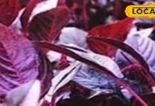 Aisi bhaji Ji Se khane se milta Hai iron aur fiber – Bharat.one हिंदी