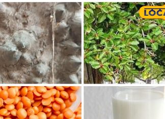 न क्रीम है न ये कोई दवा, बस ये खाने की दाल ऐसे लगा लीजिए, कील- मुंहासे समझो खत्म!