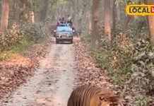यूपी के इस जंगल में सफारी करने निकले सैलानी, तो रास्ते में आ गया ये खूंखार जानवर, देखें रोमांचित करने वाला Video