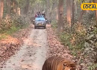यूपी के इस जंगल में सफारी करने निकले सैलानी, तो रास्ते में आ गया ये खूंखार जानवर, देखें रोमांचित करने वाला Video