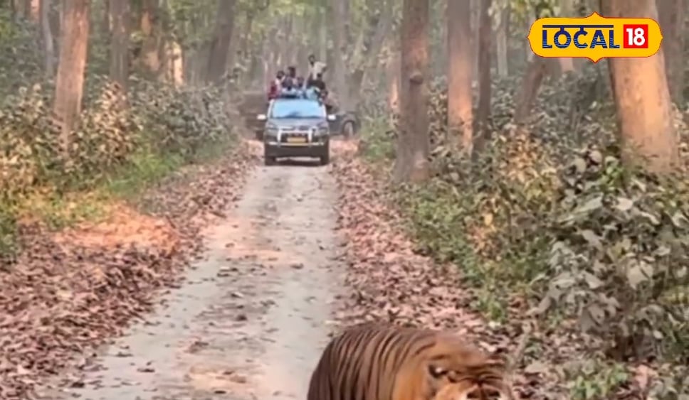 यूपी के इस जंगल में सफारी करने निकले सैलानी, तो रास्ते में आ गया ये खूंखार जानवर, देखें रोमांचित करने वाला Video