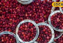 दो हजार मीटर ऊंचे पहाड़ों का ये फल, हाथों-हाथ बिकी पहली खेप, होश उड़ा देंगे फायदे