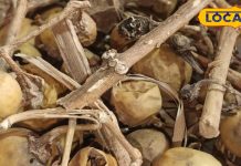 चमत्कारी आयुर्वेदिक औषधि है तेंदू फल, डाइजेशन और मसल्स बनेंगी मजबूत, सूजन भी करता है कम