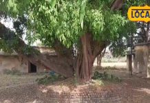 Maharajganj News: महराजगंज का ऐतिहासिक बरगद का पेड़: बसंत में नई जान भरता है.