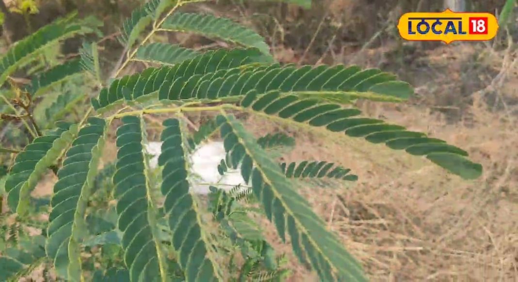 टूथपेस्ट और ब्रस छोड़िए, रोज सुबह इस खास चीज से कीजिए अपने दांतों को साफ, बदबू-सूजन को यूं कर देगा गायब