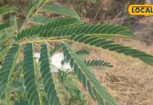 टूथपेस्ट और ब्रस छोड़िए, रोज सुबह इस खास चीज से कीजिए अपने दांतों को साफ, बदबू-सूजन को यूं कर देगा गायब