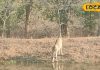 Palamu Tiger Reserve: जानवरों के लिए जल प्रबंधन और सोलर पंप सुविधाएं