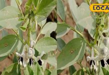 पोषक तत्वों का खजाना है ये पौधा, बीपी-मोटापा से लेकर कैंसर के उपचार में भी है बेहद लाभकारी, जानें इसकी सेवन विधि