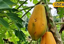 पेट की बीमारियों के लिए रामबाण है ये सस्ता फल… लेकिन खाते समय न करें ये बड़ी गलती