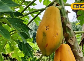 पेट की बीमारियों के लिए रामबाण है ये सस्ता फल… लेकिन खाते समय न करें ये बड़ी गलती