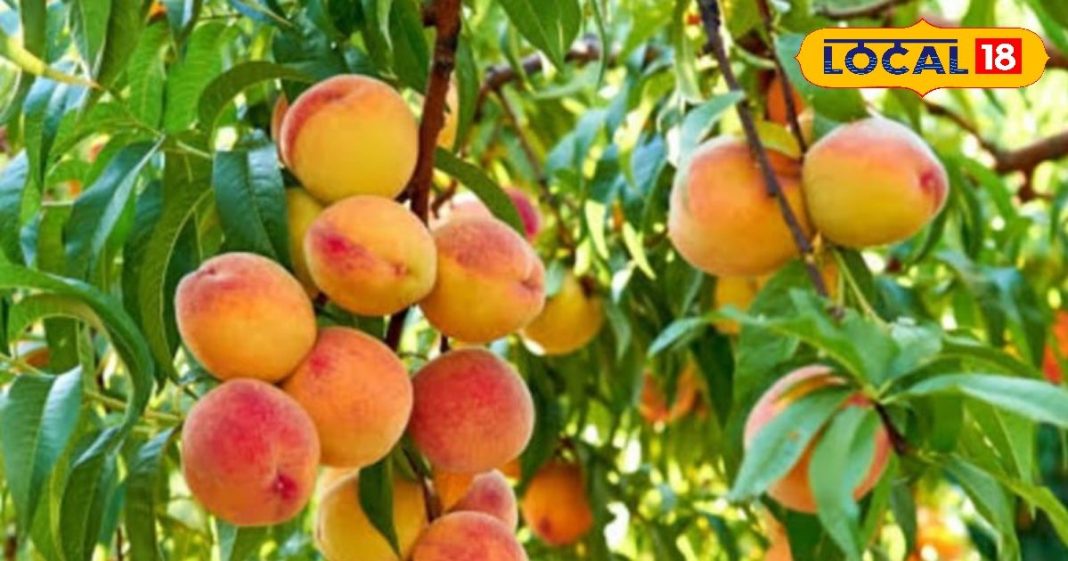 गर्मी में मिलने वाला ये फल नहीं दवाई से कम! गठिया, कब्ज करता है जड़ से खत्म, बढ़ाता है इम्यूनिटी!