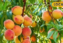 गर्मी में मिलने वाला ये फल नहीं दवाई से कम! गठिया, कब्ज करता है जड़ से खत्म, बढ़ाता है इम्यूनिटी!