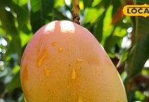 रामपुर के नवाब चूसनी आम के थे दीवाने, इसके पेड़ सड़कों को कर देते थे कूल, जानें क्यों पड़ा इसका ऐसा नाम