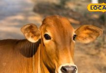 नार्मल नहीं…! गर्मियों में गाय और भैंस को पिलाएं ये खास पानी, बाल्टी भर-भर के होगा दूध; जानें एक्सपर्ट की राय