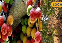 चमत्कारी है ये पेड़…जड़, पत्ता, छाल, सभी दिलाते हैं बीमारियों से मुक्ति! तारीफ करते नहीं थकते एक्सपर्ट!