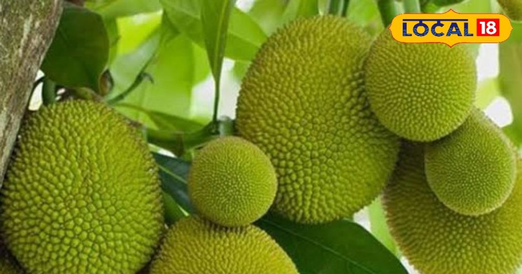 पाचन से लेकर कैंसर तक, पहाड़ों में पाई जानेवाली ये सब्जी है कई बीमारियों का रामबाण इलाज, जानें इसके फायदे