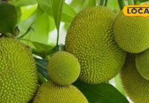 पाचन से लेकर कैंसर तक, पहाड़ों में पाई जानेवाली ये सब्जी है कई बीमारियों का रामबाण इलाज, जानें इसके फायदे