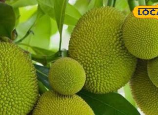 पाचन से लेकर कैंसर तक, पहाड़ों में पाई जानेवाली ये सब्जी है कई बीमारियों का रामबाण इलाज, जानें इसके फायदे