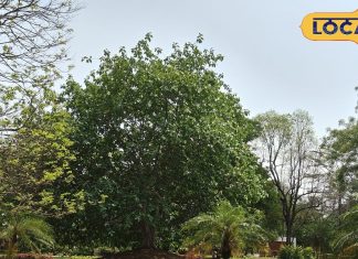 Jamshedpur News: जमशेदपुर का शताब्दी उद्यान, सुकून और स्वच्छता का संगम.