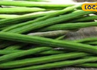 इस पेड़ में फूल पत्तियां नहीं, लगती हैं दवाएं, गुणों की खान, कई रोगों में रामबाण