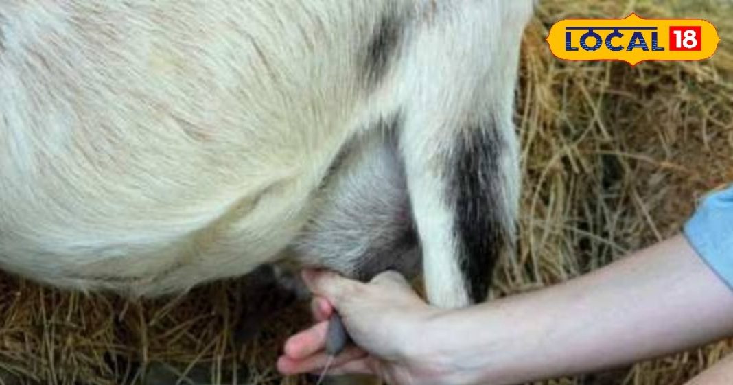 गाय भैंस से भी ज्यादा फायदेमंद है इस जानवर का दूध, डेंगू-गठिया जैसी गंभीर बीमारी के लिए काल