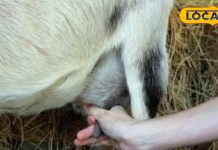 गाय भैंस से भी ज्यादा फायदेमंद है इस जानवर का दूध, डेंगू-गठिया जैसी गंभीर बीमारी के लिए काल