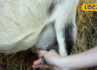 गाय भैंस से भी ज्यादा फायदेमंद है इस जानवर का दूध, डेंगू-गठिया जैसी गंभीर बीमारी के लिए काल