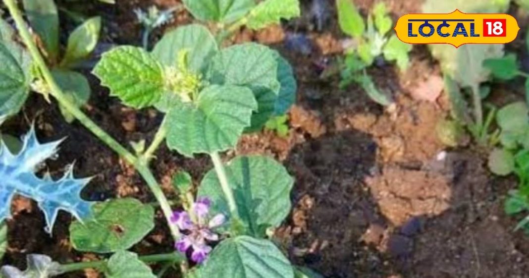 बावासीर, फाइलेरिया और पीलिया का काल है ये पौधा, डॉक्टर भी इसके आगे फेल