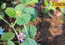 बावासीर, फाइलेरिया और पीलिया का काल है ये पौधा, डॉक्टर भी इसके आगे फेल