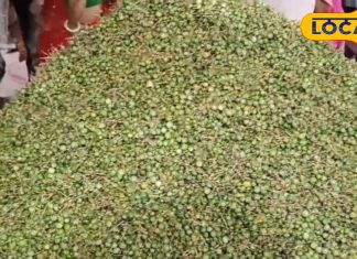 राजस्थान का सूखा मेवा! लोग रुक-रुक कर खरीदते हैं ये सब्जी, सेहत के लिए रामबाण, चौंका देगी कीमत