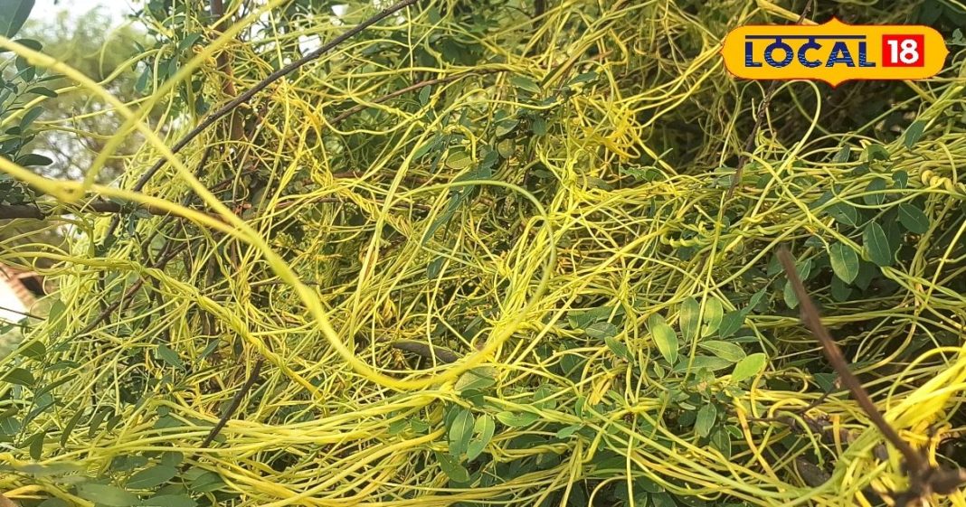 अपने आसपास लगा डालिए ये बेल, परिवार पर बुरी नजर नहीं डालेंगी ये बीमारियां