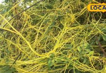 अपने आसपास लगा डालिए ये बेल, परिवार पर बुरी नजर नहीं डालेंगी ये बीमारियां