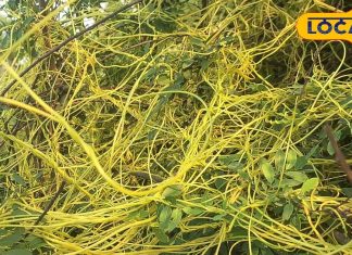 अपने आसपास लगा डालिए ये बेल, परिवार पर बुरी नजर नहीं डालेंगी ये बीमारियां