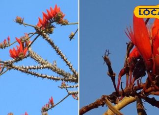घर में है अगर इस फूल का पौधा तो मोटापा, सूजन समेत बीमारियों का मत लीजिये टेंशन, जानें फायदे और इस्तेमाल