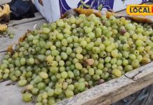 अगर आप भी कटे-फटे फलों का करते हैं सेवन, तो कई गंभीर बीमारियां बना सकती हैं आपको शिकार, जानिए क्या कहते हैं एक्सपर्ट