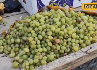 अगर आप भी कटे-फटे फलों का करते हैं सेवन, तो कई गंभीर बीमारियां बना सकती हैं आपको शिकार, जानिए क्या कहते हैं एक्सपर्ट