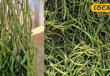 काजू-बादाम से भी महंगी ये सब्जी, सूखने पर और कीमती, सिर्फ गर्मी में ही मिलती है, बेचने वाले बन जाते हैं अमीर