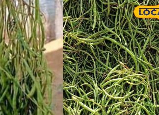 काजू-बादाम से भी महंगी ये सब्जी, सूखने पर और कीमती, सिर्फ गर्मी में ही मिलती है, बेचने वाले बन जाते हैं अमीर