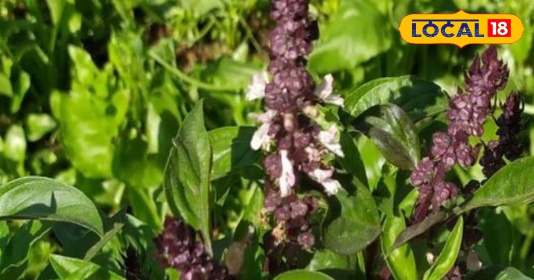 बड़ा करामाती है यह पौधा, रोजाना पत्ते चबाने से मिलेंगे गजब के फायदे