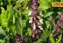 बड़ा करामाती है यह पौधा, रोजाना पत्ते चबाने से मिलेंगे गजब के फायदे