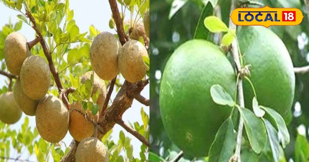कच्चे और पके पत्थर बेल के अनेकों हैं फायदे, गर्मियों में है यह बेहद फायदेमंद, जानें आयुर्वेदिक डॉक्टर से