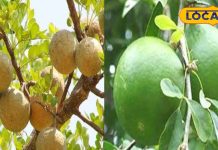 कच्चे और पके पत्थर बेल के अनेकों हैं फायदे, गर्मियों में है यह बेहद फायदेमंद, जानें आयुर्वेदिक डॉक्टर से